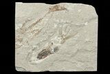 Soft-Bodied Squid Fossil - Preserved Tentacles & Ink Sac #70329-1